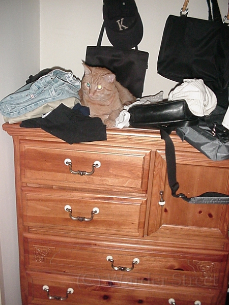 Solomon On The Dresser 2.jpg